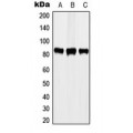 LifeSab™ STAT3 (pY705) Rabbit pAb (50 µl)