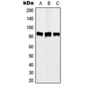 LifeSab™ STAT3 (pY705) Rabbit pAb (50 µl)