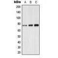 LifeSab™ Synapsin 1 (pS9) Rabbit pAb (50 µl)