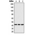LifeSab™ 14-3-3 eta Rabbit pAb (50 µl)
