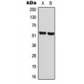 LifeSab™ Cyclin A1 Rabbit pAb (50 µl)