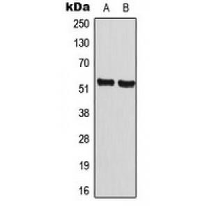 LifeSab™ Cyclin A1 Rabbit pAb (50 µl)
