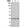 LifeSab™ 14-3-3 theta/tau Rabbit pAb (50 µl)