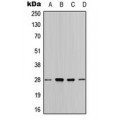 LifeSab™ 14-3-3 theta Rabbit pAb (50 µl)