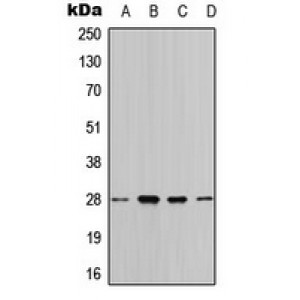 LifeSab™ 14-3-3 theta Rabbit pAb (50 µl)