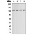LifeSab™ ACTN1/2/3/4 Rabbit pAb (50 µl)