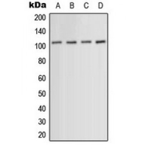 LifeSab™ ACTN1/2/3/4 Rabbit pAb (50 µl)