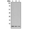LifeSab™ Histone H4 Rabbit pAb (50 µl)