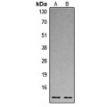 LifeSab™ Histone H4 Rabbit pAb (50 µl)