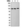 LifeSab™ Ah Receptor (pS36) Rabbit pAb (50 µl)