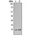 LifeSab™ Histone H3 Rabbit pAb (50 µl)