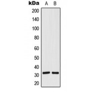 LifeSab™ SIAH1/2 Rabbit pAb (50 µl)