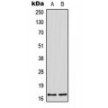 LifeSab™ Histone H3 Rabbit pAb (50 µl)