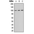 LifeSab™ ATP1A1 Rabbit pAb (50 µl)