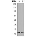 LifeSab™ Calmodulin (pT80/S82) Rabbit pAb (50 µl)
