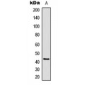LifeSab™ CREB Rabbit pAb (50 µl)