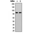 LifeSab™ Beta-catenin (pS33) Rabbit pAb (50 µl)