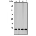LifeSab™ 4EBP1 Rabbit pAb (50 µl)