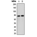 LifeSab™ FOXO1 Rabbit pAb (50 µl)