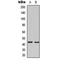 LifeSab™ GAP43 Rabbit pAb (50 µl)