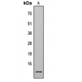LifeSab™ Histone H4 (AcK8) Rabbit pAb (50 µl)