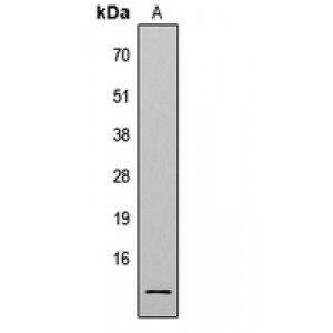 LifeSab™ Histone H4 (AcK8) Rabbit pAb (50 µl)