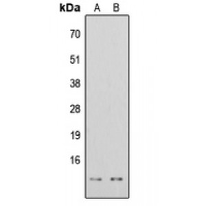 LifeSab™ Histone H4 (AcK16) Rabbit pAb (50 µl)