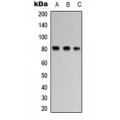 LifeSab™ TAU (pS673) Rabbit pAb (50 µl)
