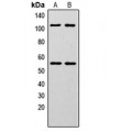 LifeSab™ NF-kappaB p105/p50 (pS337) Rabbit pAb (50 µl)