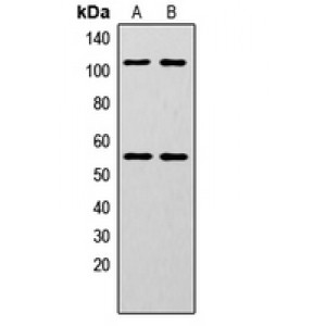LifeSab™ NF-kappaB p105/p50 (pS337) Rabbit pAb (50 µl)