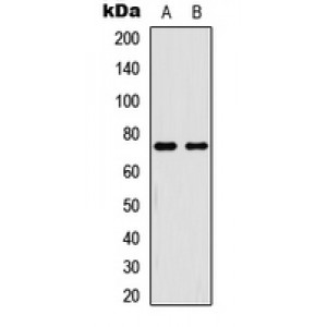 LifeSab™ NF-kappaB p65 (pT254) Rabbit pAb (50 µl)