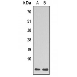 LifeSab™ RPL39 Rabbit pAb (50 µl)