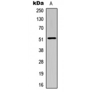 LifeSab™ SMAD3 Rabbit pAb (50 µl)