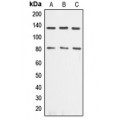 LifeSab™ Alpha-adducin Rabbit pAb (50 µl)