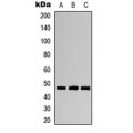 LifeSab™ Aurora A (pT288) Rabbit pAb (50 µl)
