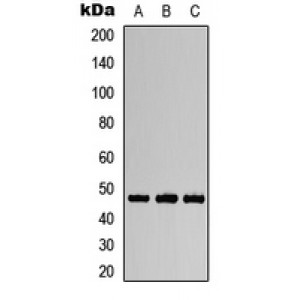 LifeSab™ Aurora A (pT288) Rabbit pAb (50 µl)