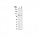 LifeSab™ HSP90 beta (pS226) Rabbit pAb (50 µl)