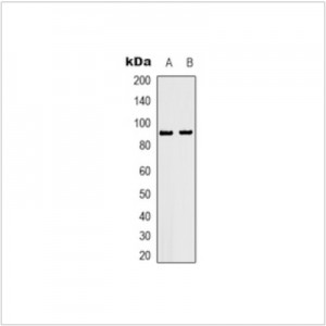 LifeSab™ HSP90 beta (pS226) Rabbit pAb (50 µl)