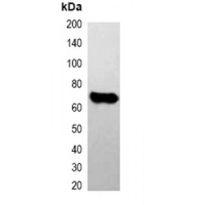 LifeSab™ EYFP-tag Mouse mAb (50 µl)