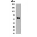 LifeSab™ Nano-tag Mouse mAb (50 µl)
