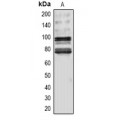 LifeSab™ p53 Rabbit pAb (50 µl)