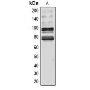 LifeSab™ p53 Rabbit pAb (50 µl)