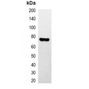 LifeSab™ His-tag Mouse mAb (50 µl)