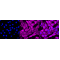 LifeSab™ Vimentin Rabbit mAb (20 μl)