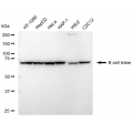 LifeSab™ BLNK Rabbit mAb (20 μl)