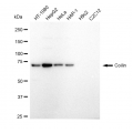 LifeSab™ Coilin Rabbit mAb (20 μl)