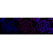 LifeSab™ Phospho-CDK1/2/3(T14) Rabbit mAb (20 μl)