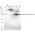 LifeSab™ Phospho-BRAF (T401) Rabbit mAb (20 μl)