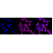 LifeSab™ SLC16A1 Rabbit mAb (20 μl)