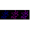 LifeSab™ SOX2 Rabbit mAb (20 μl)